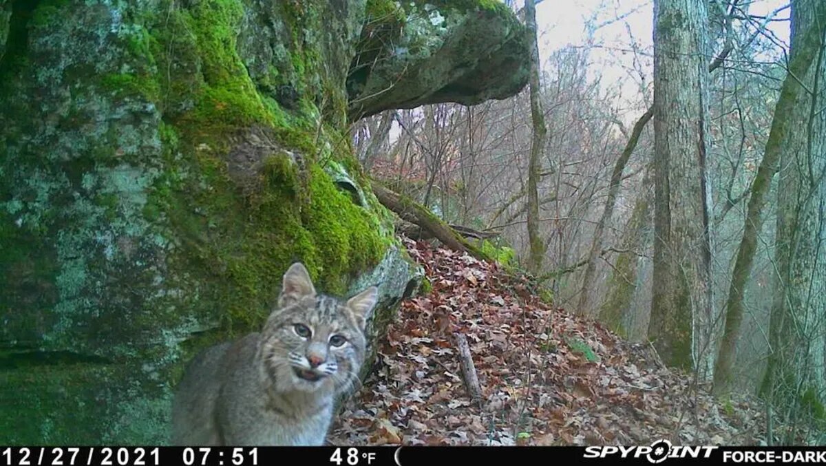 مار پیتون بیسر در طبیعت / کار این گربه است!