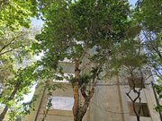 چنارهای روبروی خانه استاد کسایی نیز قطع شدند/رضی‌زاد: هیچ درخت کهنی در منطقه یک اصفهان خشک نشده است!