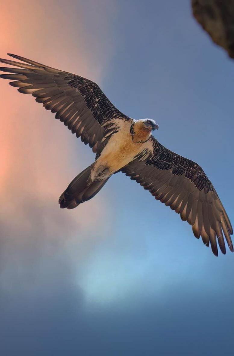 عکس | تصویری تازه از همای سعادت در حال پرواز بر فراز فلات ایران