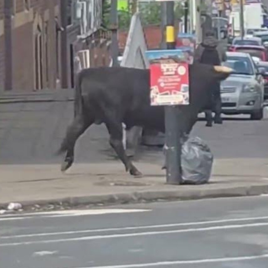 گاو فراری، خیابانهای این شهر را بهم ریخت/ عکس