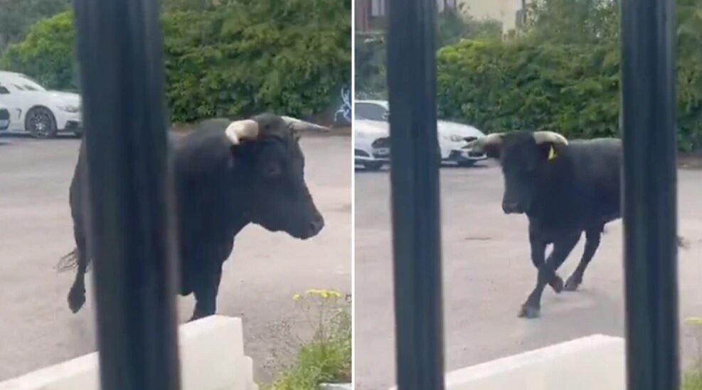 گاو فراری، خیابانهای این شهر را بهم ریخت/ عکس