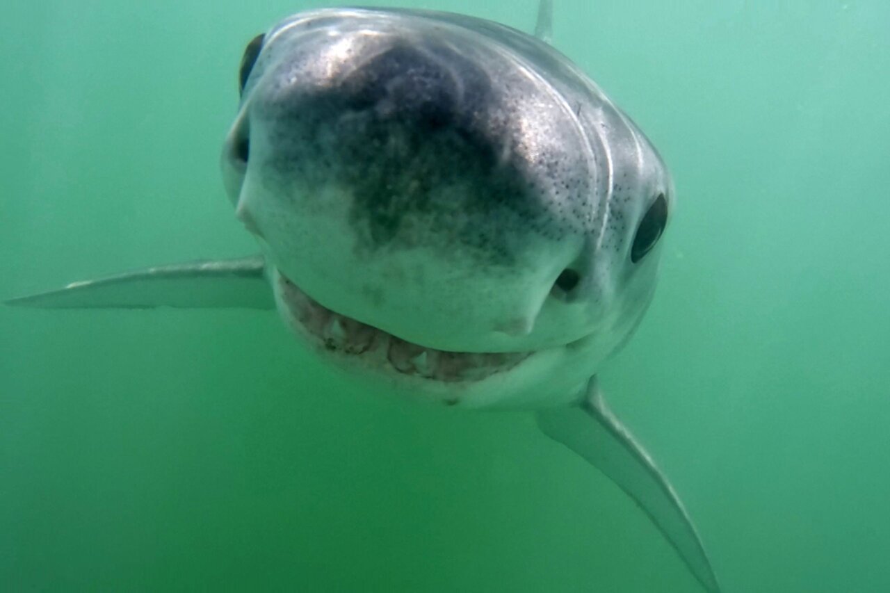 اگر کوسهها شش ندارند، پس سوراخ بینی آنها چه کاربردی دارد؟