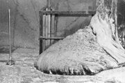 پای فیل، مرگبارترین ماده جهان که در ۵ دقیقه باعث مرگ می‌شود