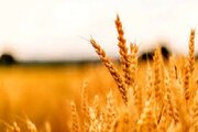خرید گندم در استان اردبیل از مرز ۱۴۰ هزار تن گذشت