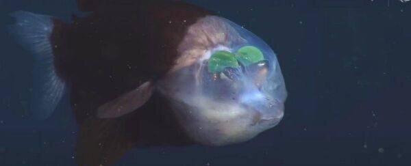 این ماهی سرش شفاف است و چشمهایش داخل سر قرار دارد؛ دلیلش چیست؟