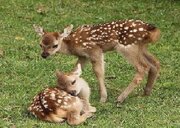 مشاهده نوزاد گوزن زرد ایرانی در سایت فندقلوی نمین