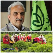 صادرات ۳ هزار تُن چای ایرانی؛ سه میلیون و هفتصد هزار دلار وارد کشور شد