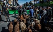 ممنوعیت کشتار دام در مسیر تردد هیئت‌های عزاداری در قزوین