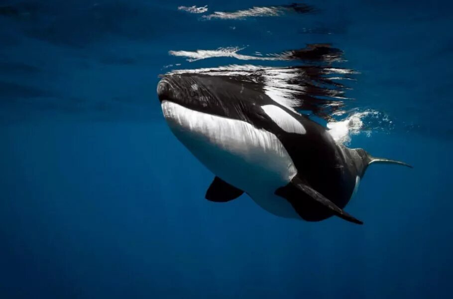 برخی محققان بر این باورند که ترس از همنوعخواری ممکن است علت زندگی اجتماعی نهنگهای قاتل باشد. برخی محققان بر این باورند که ترس از همنوعخواری ممکن است علت زندگی اجتماعی نهنگهای قاتل باشد.