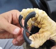 چنگال خوفناک عقاب هارپی / تصویری که کاربران اینترنت را شوکه کرد
