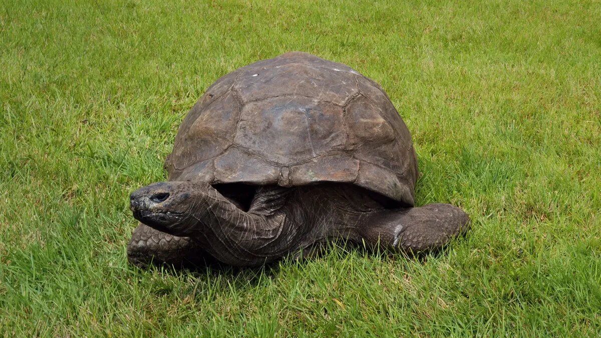 با ۱۹۳ سال سن، جاناتان پیرترین موجود زنده جهان است / عکس