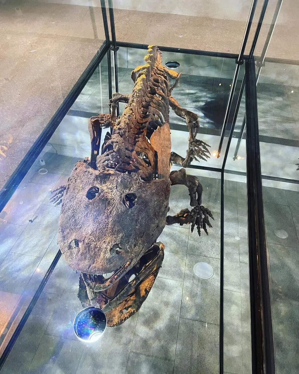 کشف فسیل دایناسور دوستداشتنی «داستان اسباببازی» / عکس