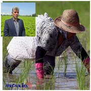 اجرای فاز اول "طرح جهش تولید برنج" در ۵ شهرستان گیلان