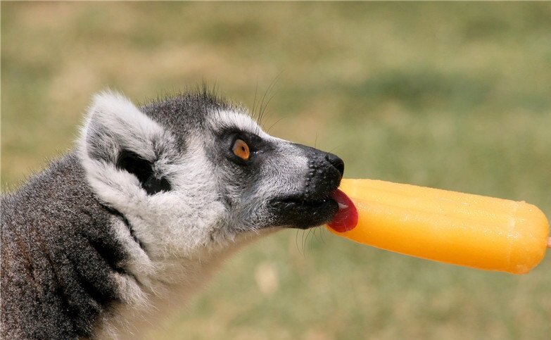 ببینید | بستنی دادن به حیوانات یک باغ وحش برای مقابله با گرما