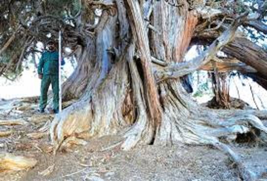 این درخت کهنترین زن ایران است/ عکس