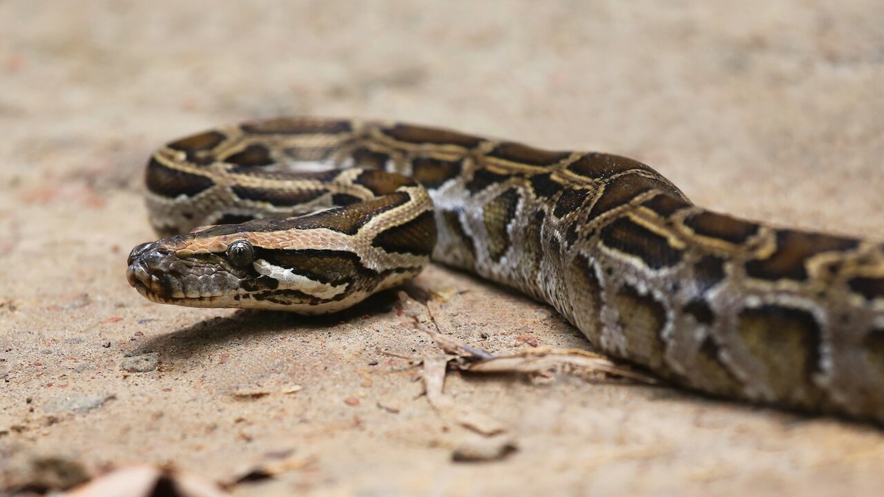 راز عجیب مارهای پیتون: بلعیدن و هضم یک آهو با استخوانهایش!