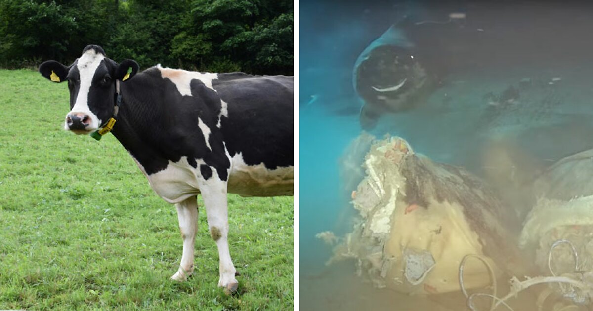 مهمانی کوسههای خوابآلود با یک لاشه گاو در اقیانوس/ عکس