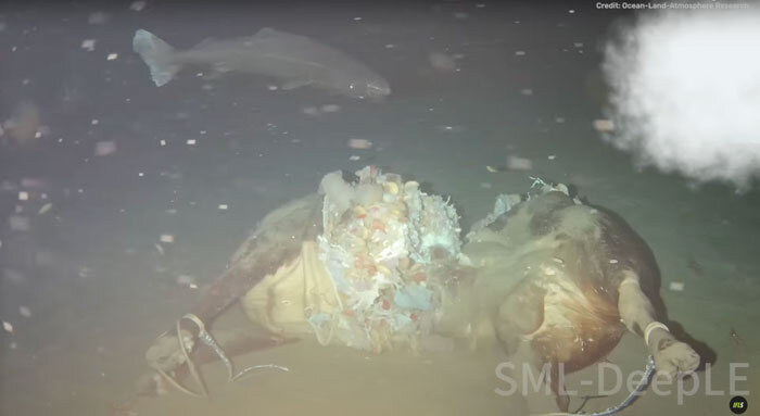 مهمانی کوسههای خوابآلود با یک لاشه گاو در اقیانوس/ عکس