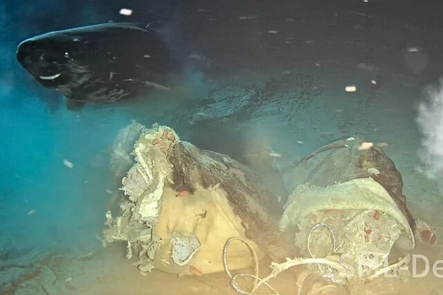 مهمانی کوسههای خوابآلود با یک لاشه گاو در اقیانوس/ عکس