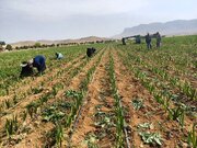آغاز نخستین کشت گلایول درشهرستان  کیار با پیش‌بینی برداشت نیم میلیون شاخه گل