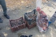 کشف لاشه گراز و الاغ وحشی با همکاری محیط زیست کرمان و هرمزگان