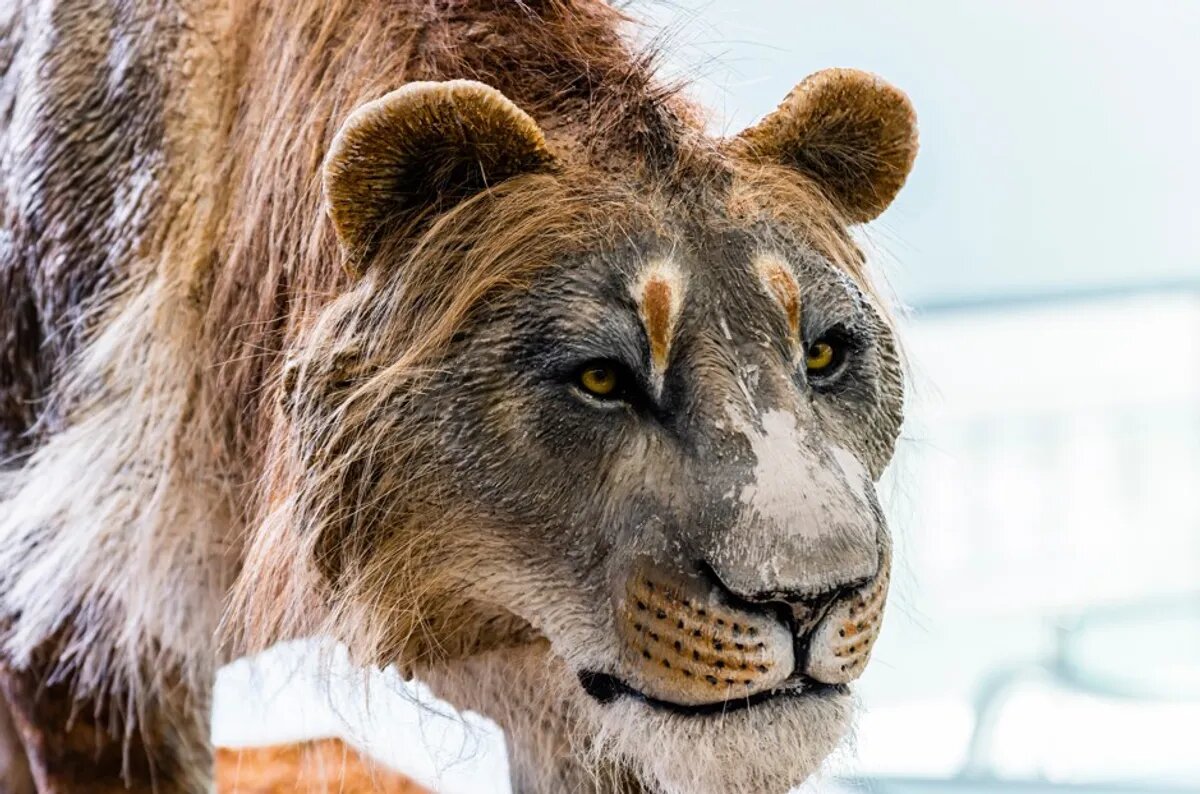 شیرهایی که از دست نئاندرتالها جان سالم به در نبردند و تبدیل به چاقوی سوئیسی شدند!