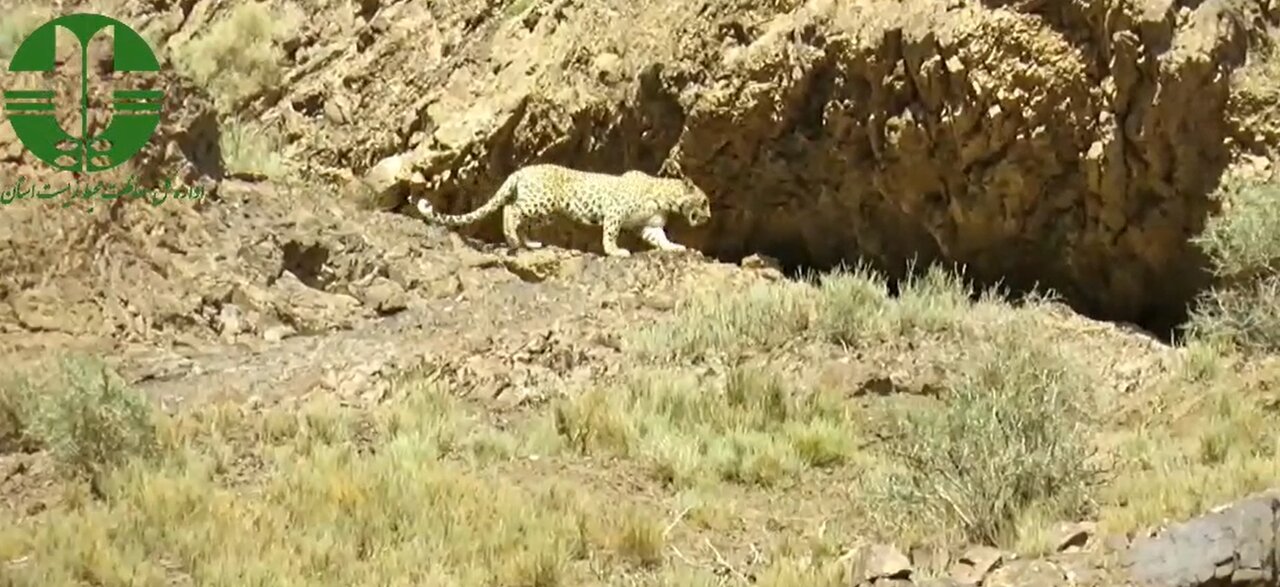 مشاهده پلنگ ایرانی در آرادان/ عکس