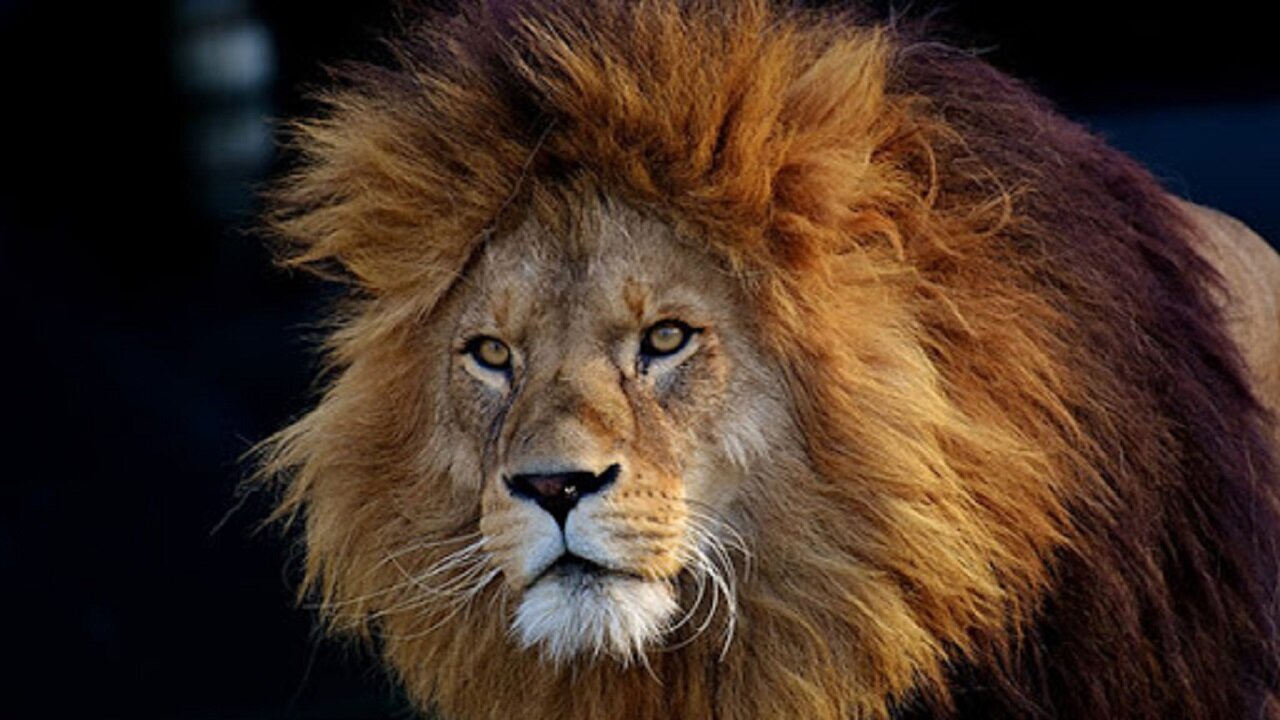 تلف شدن یک قلاده شیر در یک مجموعه گردشگری خبرساز شد