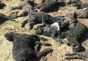 ببینید | برخورد قطار با گله گوسفندان در سرخس