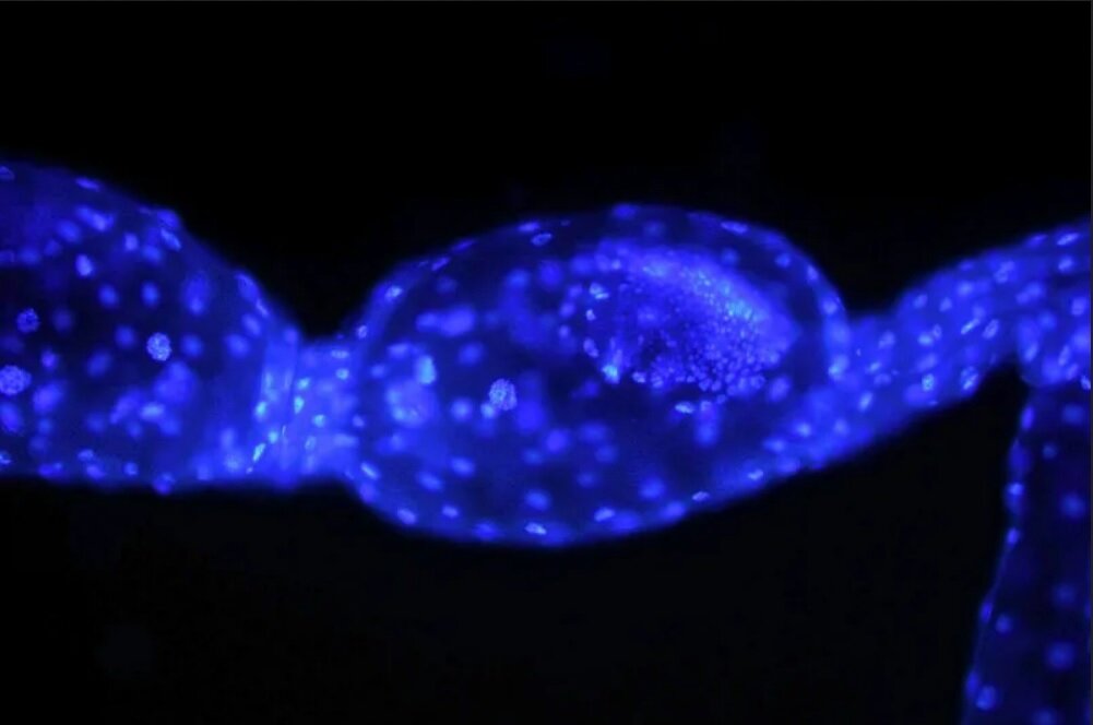 وحشت در دنیای حشرات / مگسی که نوزادانش را در بدن جیرجیرک به دنیا میآورد