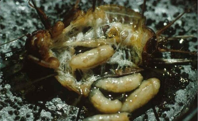 وحشت در دنیای حشرات / مگسی که نوزادانش را در بدن جیرجیرک به دنیا میآورد