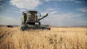خبر مهم درباره پرداخت مطالبات گندمکاران/ قیمت جدید گندم اعلام شد