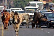 ببینید | گربه‌های خیابانی در گجراتِ هند در حال شکار گاو!
