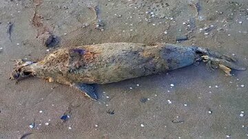 کشف فوک خزری در نور