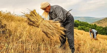 پیشبینی خرید تضمینی ۳۰۰ هزار تن گندم در استان اردبیل پیشبینی خرید تضمینی ۳۰۰ هزار تن گندم در استان اردبیل