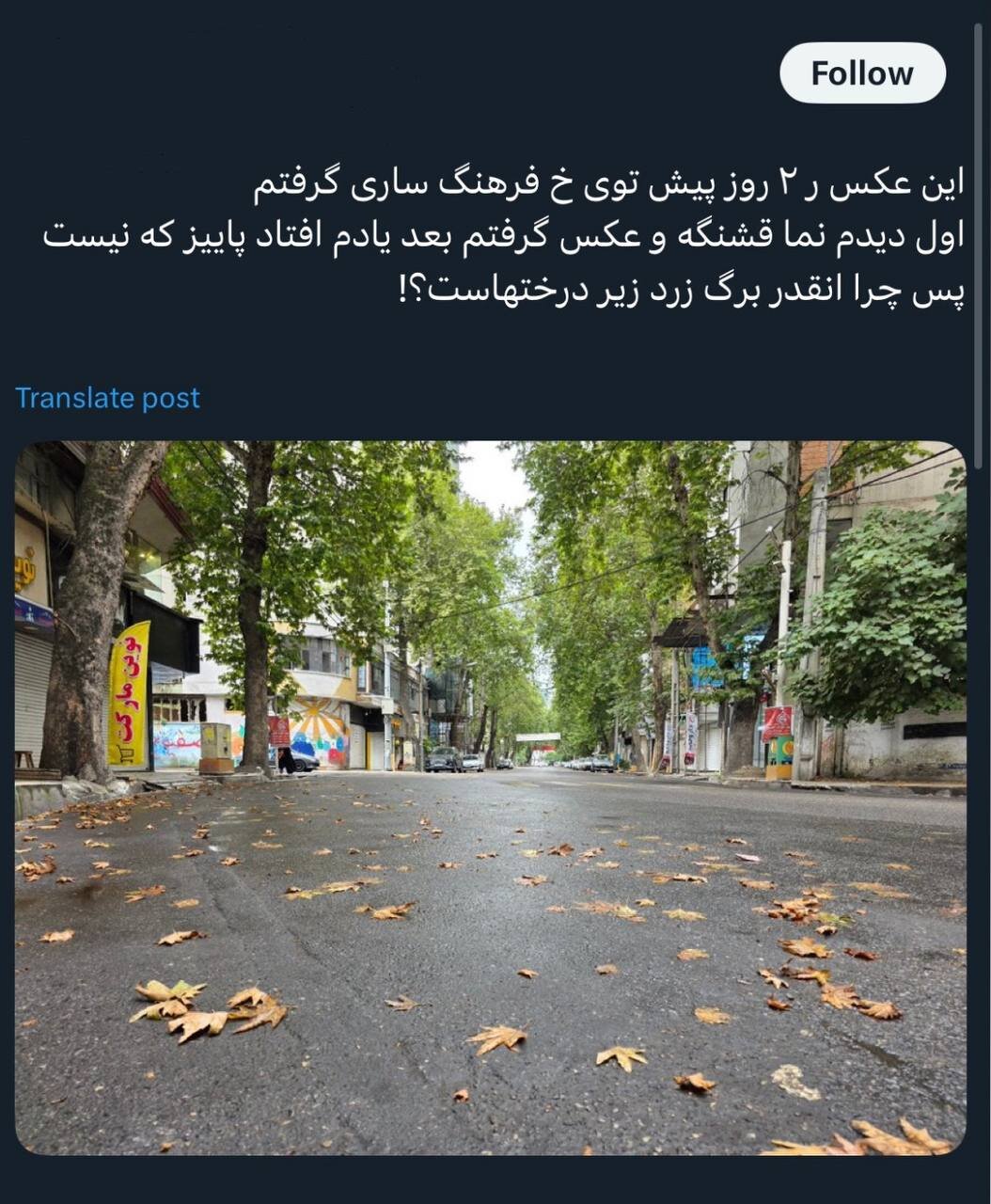 خزان پیش از موعد؛ چرا درختان دچار زردی و برگ‌ریزان زودهنگام شده‌اند؟/ نیاز به تحول در مدیریت فضای سبز شهری/ تنبلی ذهنی، گریبان‌گیر کارشناسان