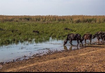 اعزام فوری هواپیمای آب‌پاش به خوزستان برای مهار آتش‌سوزی هورالعظیم