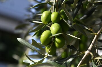 درآمد سه‌هزار میلیاردی باغداران طارم از زیتون امسال