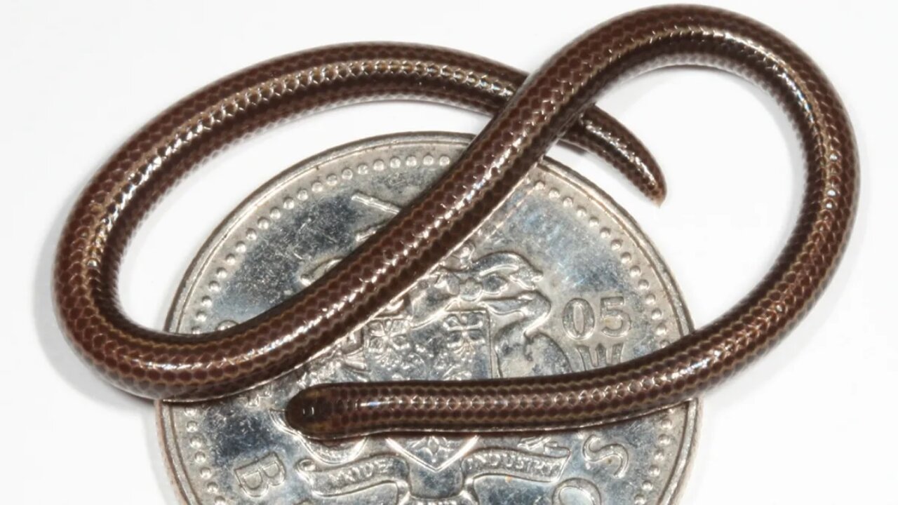 کوچترین مار دنیا چقدر است؟ مار یا نودل؟!