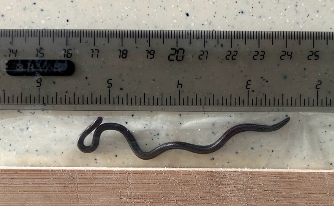 کوچترین مار دنیا چقدر است؟ مار یا نودل؟!