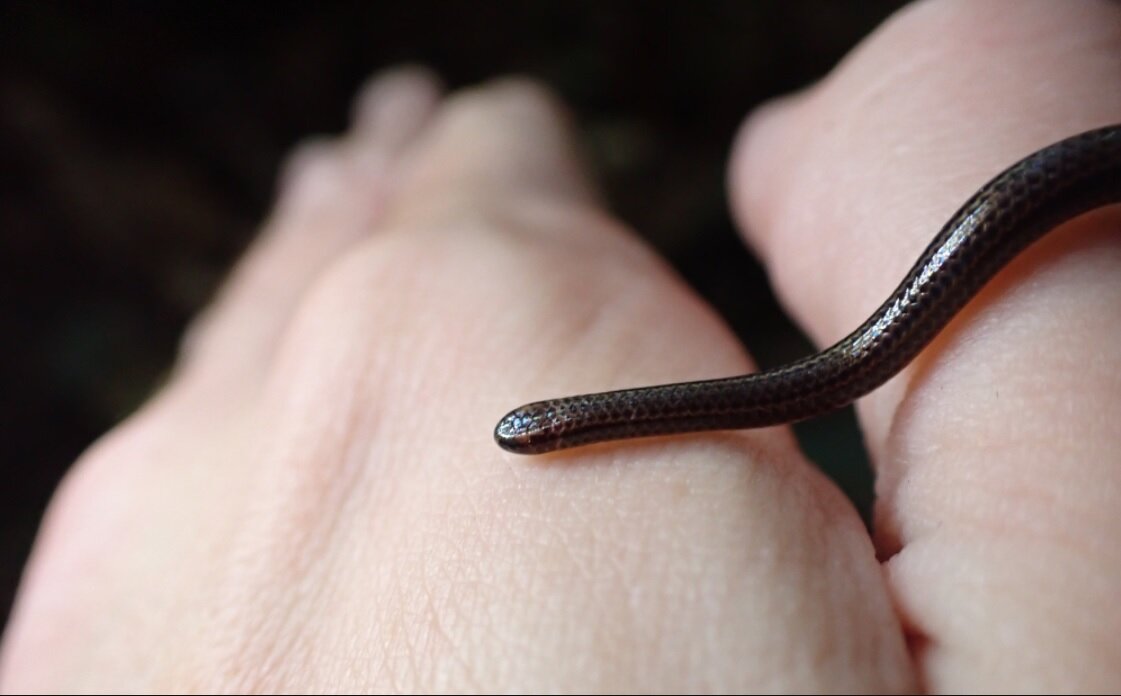 کوچترین مار دنیا چقدر است؟ مار یا نودل؟!