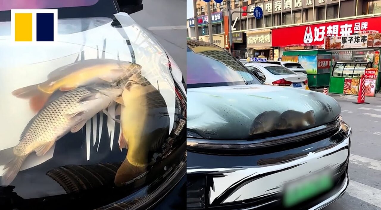 آکواریوم متحرک درون کاپوت خودرو/ عکس