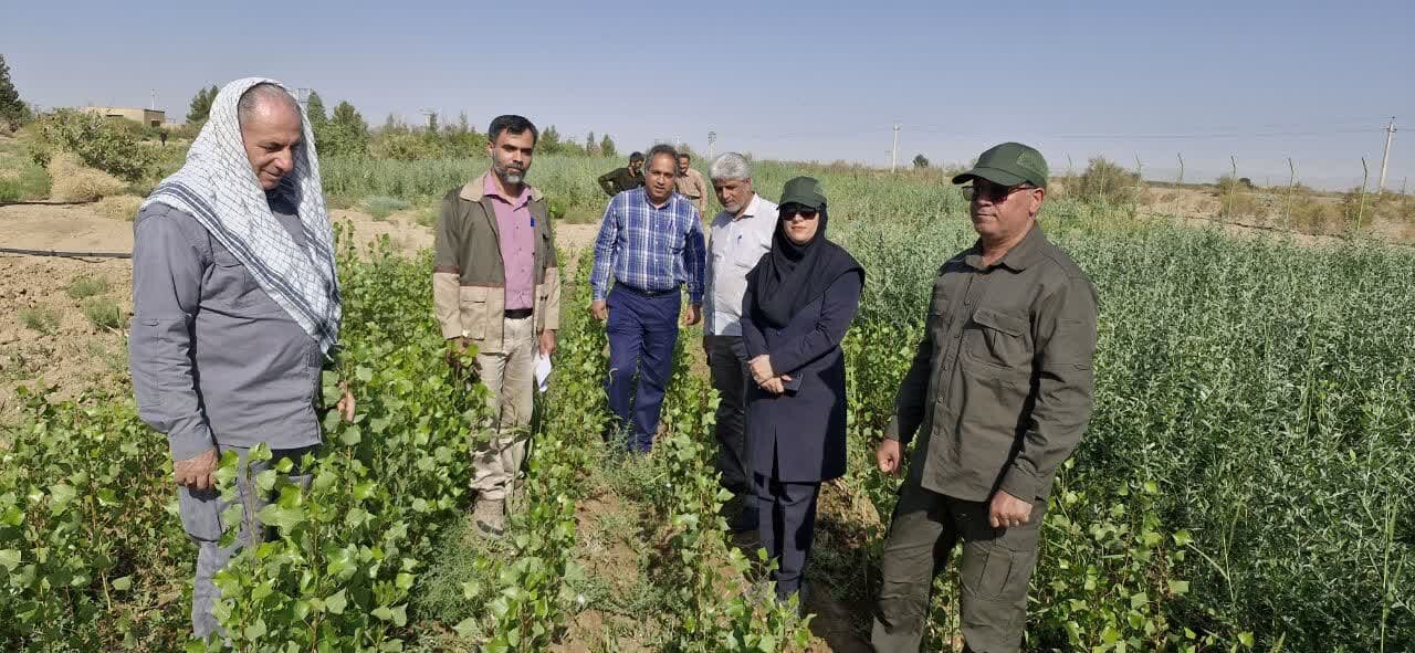 تولیدبیش از هفت میلیون اصله نهال در سمنان