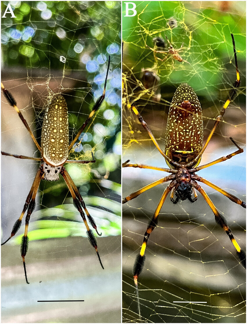 عنکبوتی که تارهایش طلایی است / عکس