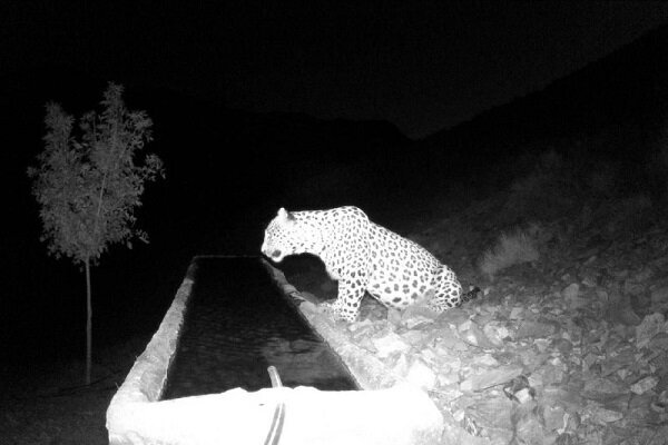 این پلنگ «دماوند» نام گرفت/ عکس