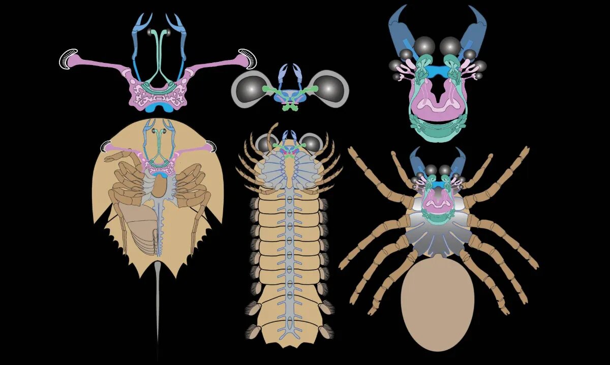 عنکبوتها از کجا آمدهاند؟