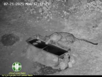 ثبت و مشاهده گونه ارزشمند پلنگ ایرانی در سفید کوه خرم آباد