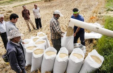 قیمت برنج شمال تا ۲۰ درصد کاهش یافت قیمت برنج شمال تا ۲۰ درصد کاهش یافت