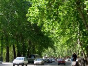 ببینید |  تهاجم شهرداری تهران به ریشه‌های درختان خیابان ولیعصر؛ چه خبر است آقای زاکانی؟