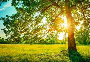 تداوم هوای گرم در مازندران؛ کاهش نسبی دما از سه‌شنبه